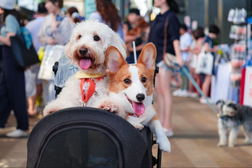 A Pawlentine’s Weekend 1